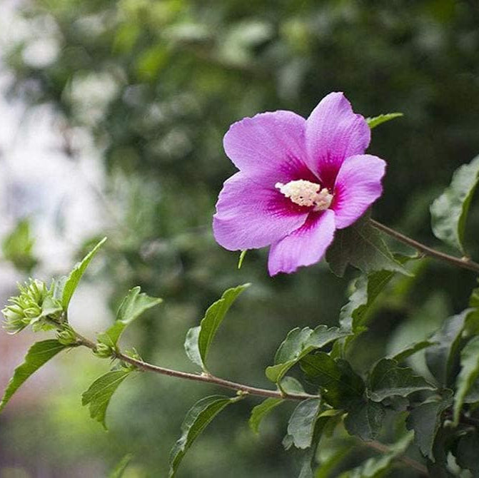 Giant Hibiscus Seeds – Rare Perennial Flower for Garden & Home – up to 50%