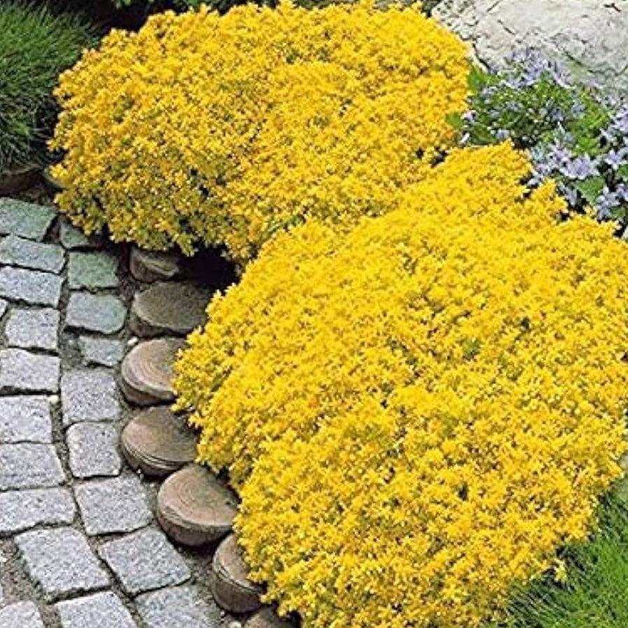 Creeping Thyme &amp; Yellow Rock Cress Seeds – Perennial Ground Cover Flowers – Up to 50%