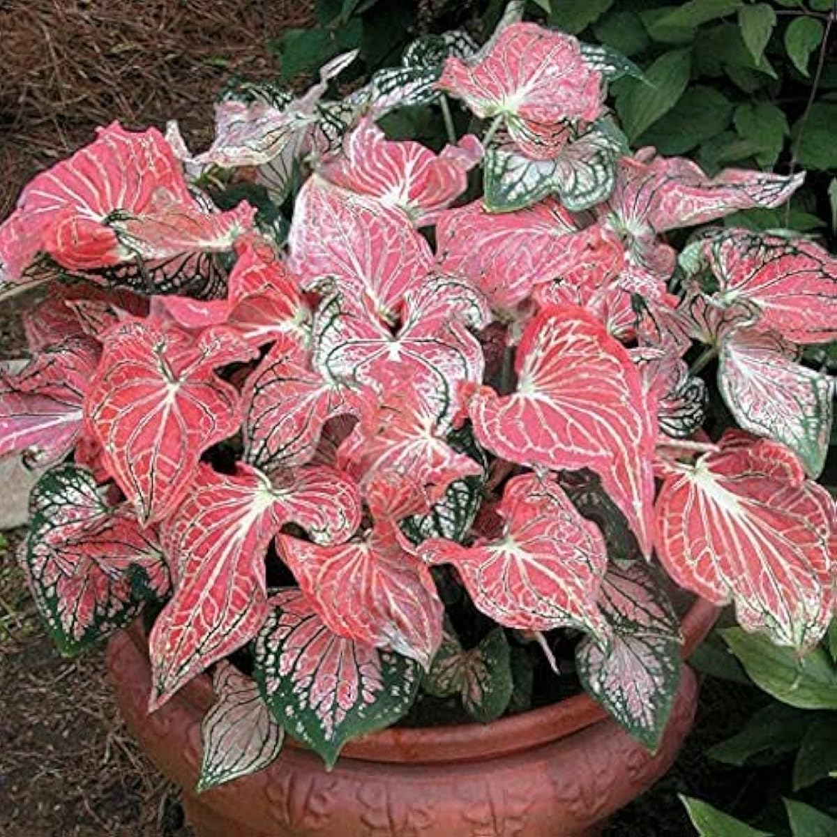 Salmon Pink Caladium Seeds up to 50%