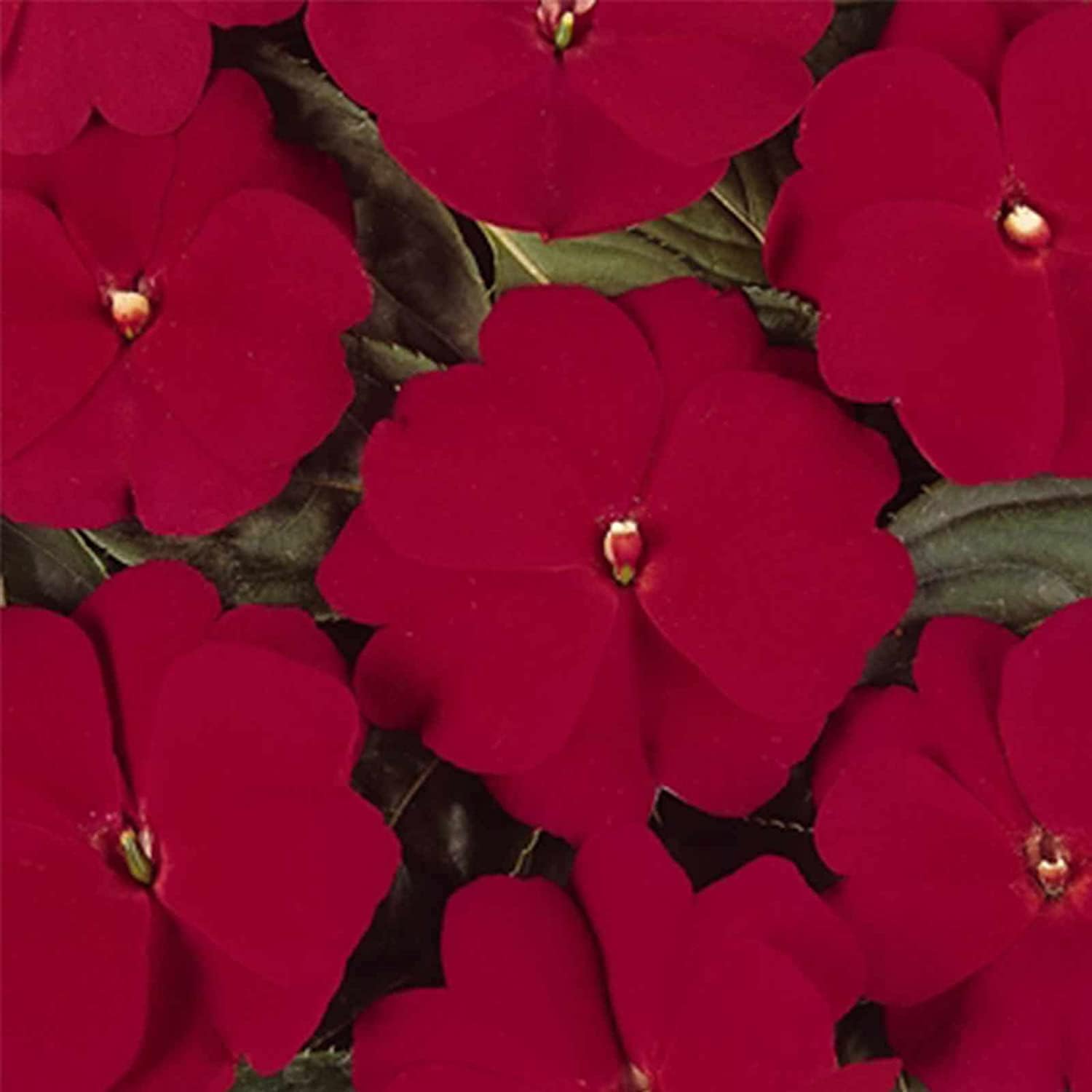 New Guinea Impatiens Seeds – Red Blooms | prime day up to 50%