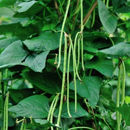 Long Red Noodle Bean Seeds