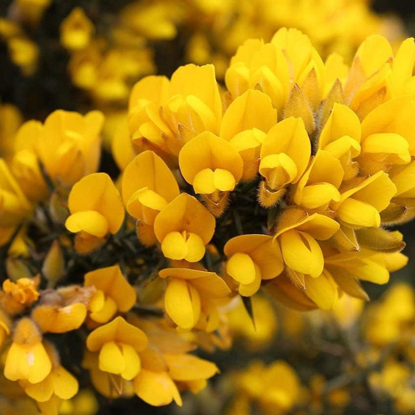 Ulex europaeus（Common Gorse）seeds Up to 50%