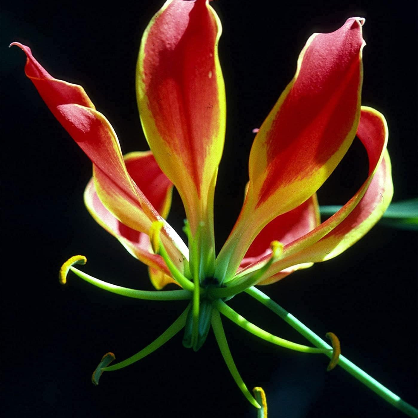 Gloriosa superba (Flame Lily) Seeds – Exotic Climbing Flower – Up to 50%