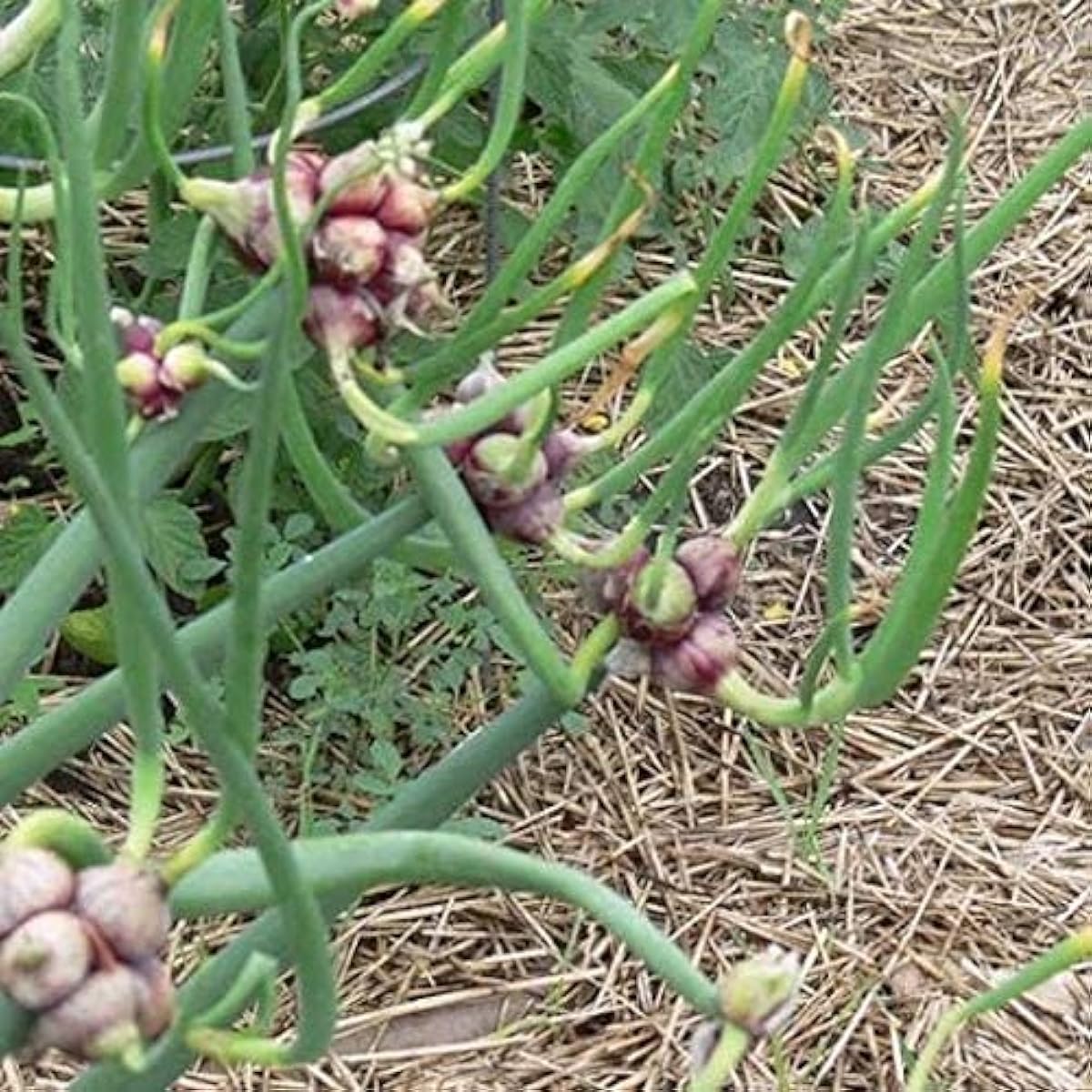 Egyptian Onion Vegetable Seeds up to 50%