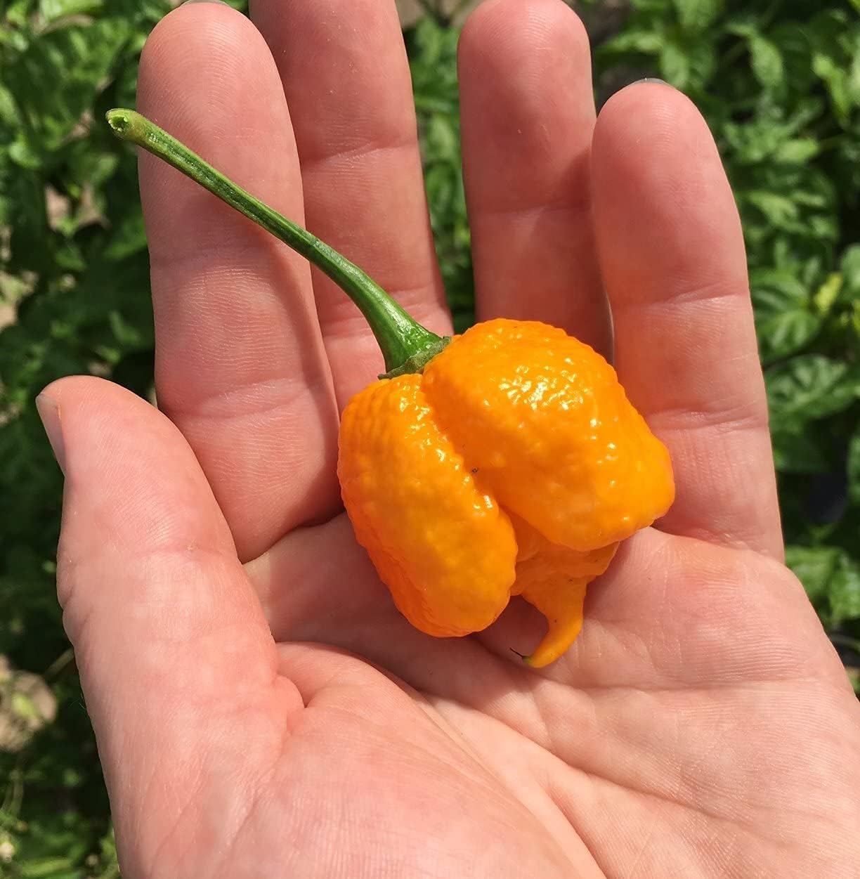 Yellow Brain Strain Pepper Premium Seeds– Up to 50%