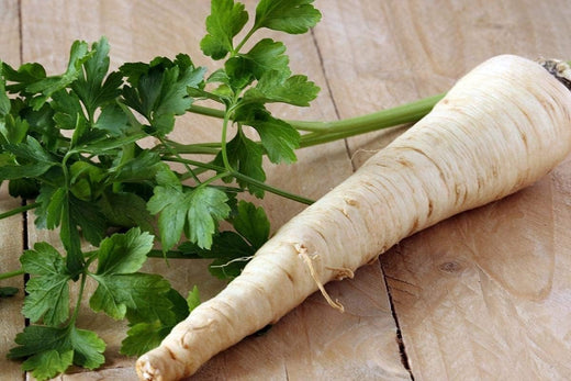 Dutch Hamburg Parsley Seeds