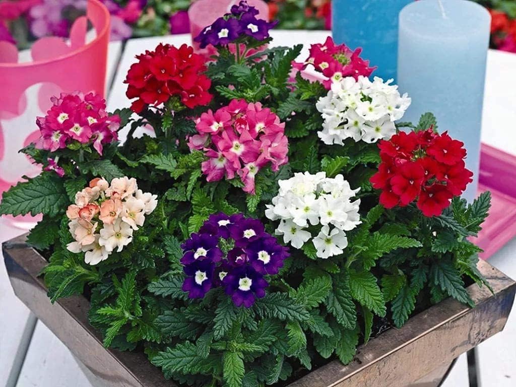 Dwarf Verbena Flower Seeds up to 50%
