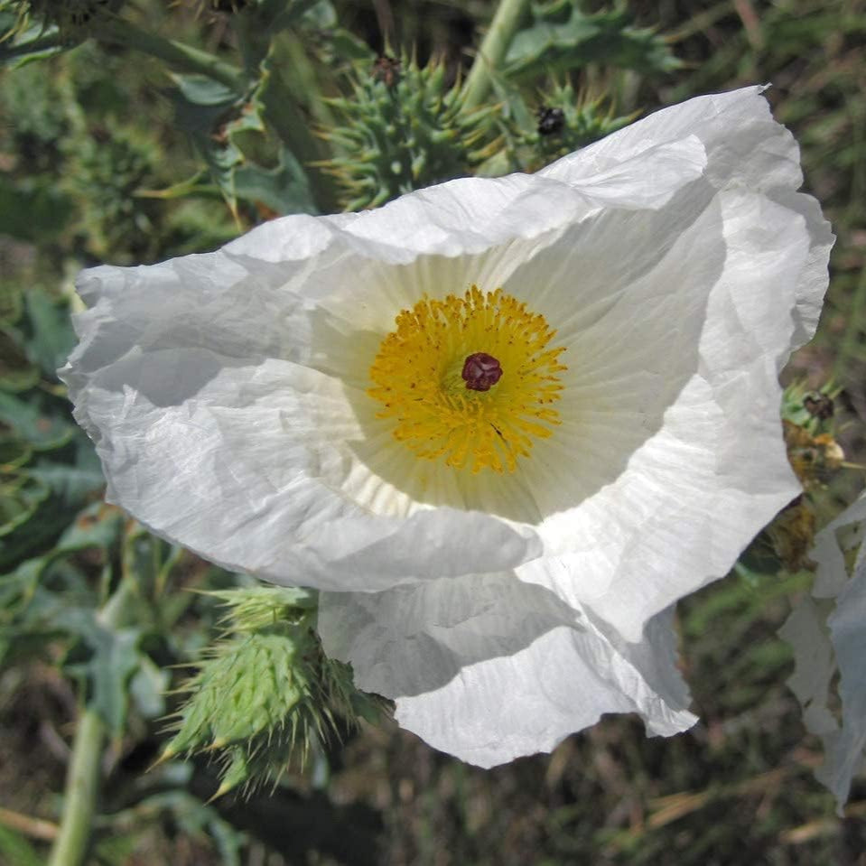 Argemone polyanthemos (Prickly Poppy) Seeds – Hardy Perennial Flower – Up to 50%