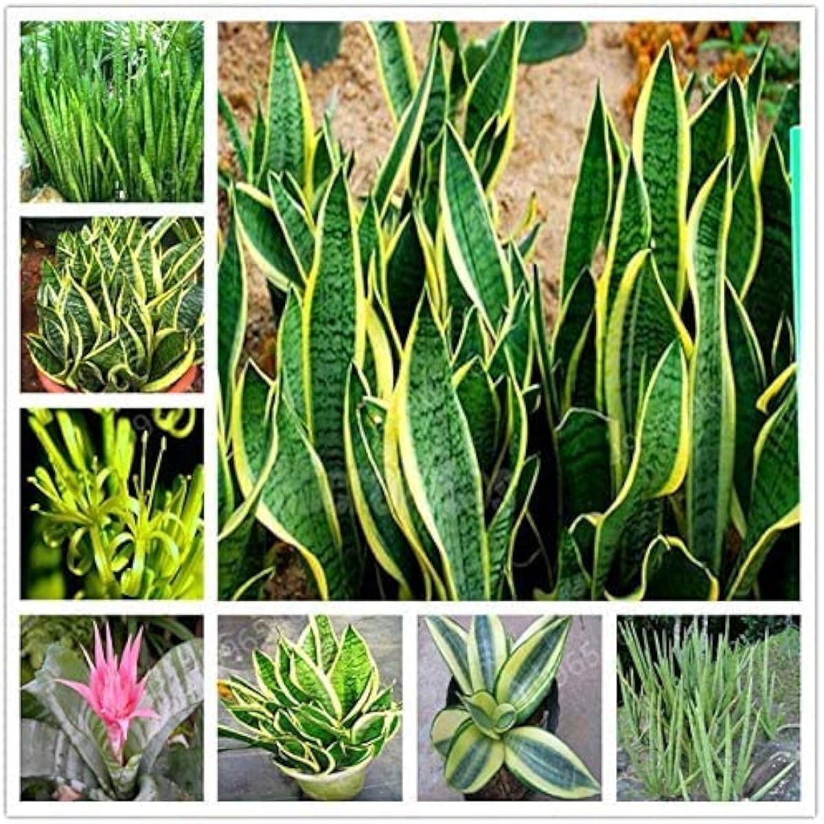 Sansevieria Plant Seeds up to 50%