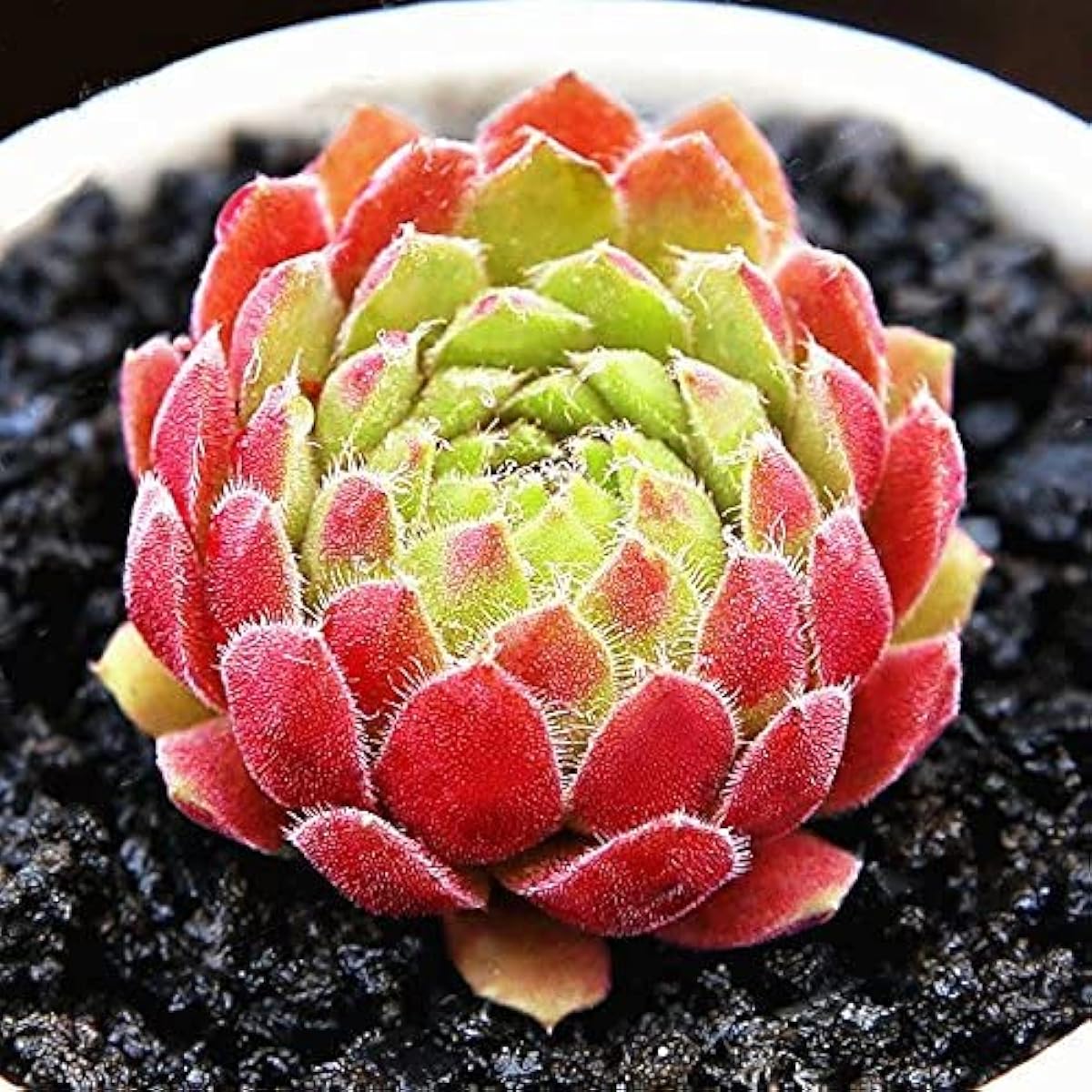 Sempervivum Succulent Seeds for Home Decoration – up to 50%