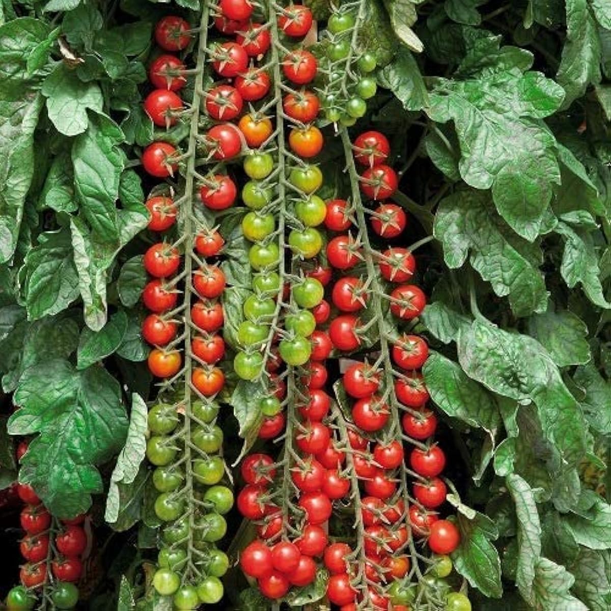Rapunzel Tomato Seeds Up to 50% Off