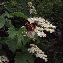 Arrowwood Viburnum Seeds