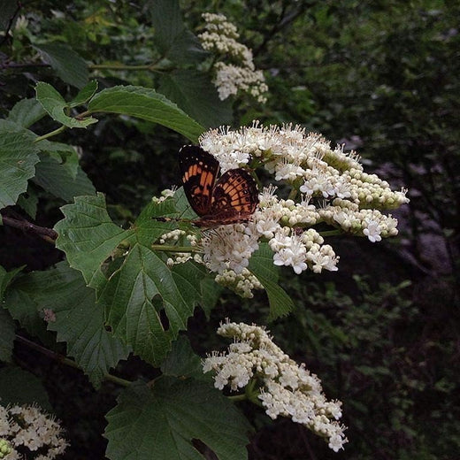 Arrowwood Viburnum Seeds