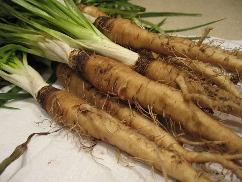 Salsify Oat Root Seeds up to 50%