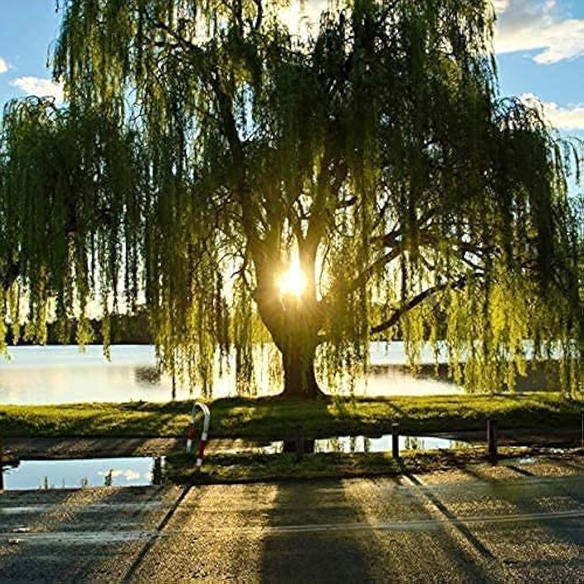 Golden Weeping Willow Tree Up to 50%
