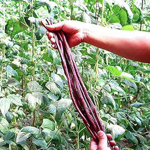 Red Noodle Yard Long Bean Seeds