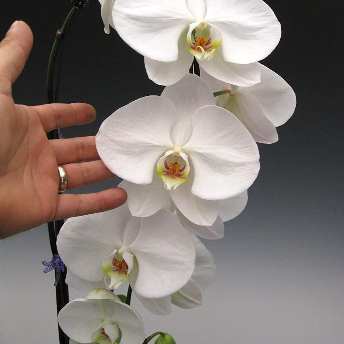 Phalaenopsis Orchid Seeds – White – prime day up to 50%