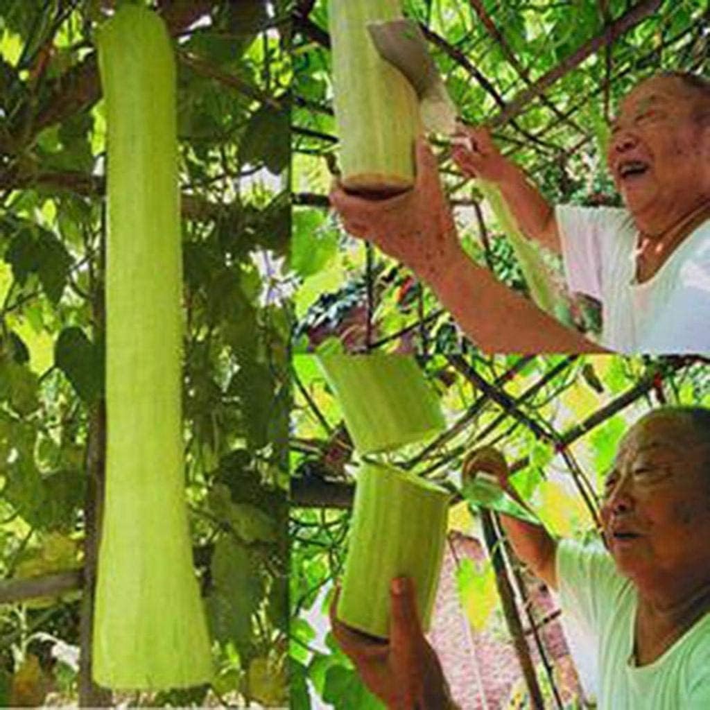 Chop Melon Fruit Seeds (Dicotyledons of Angiosperms) – Up to 50%