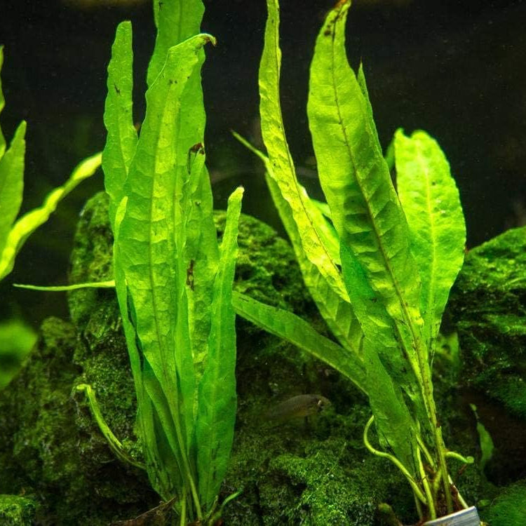Java Fern Aquatic Seeds Up to 50% Off