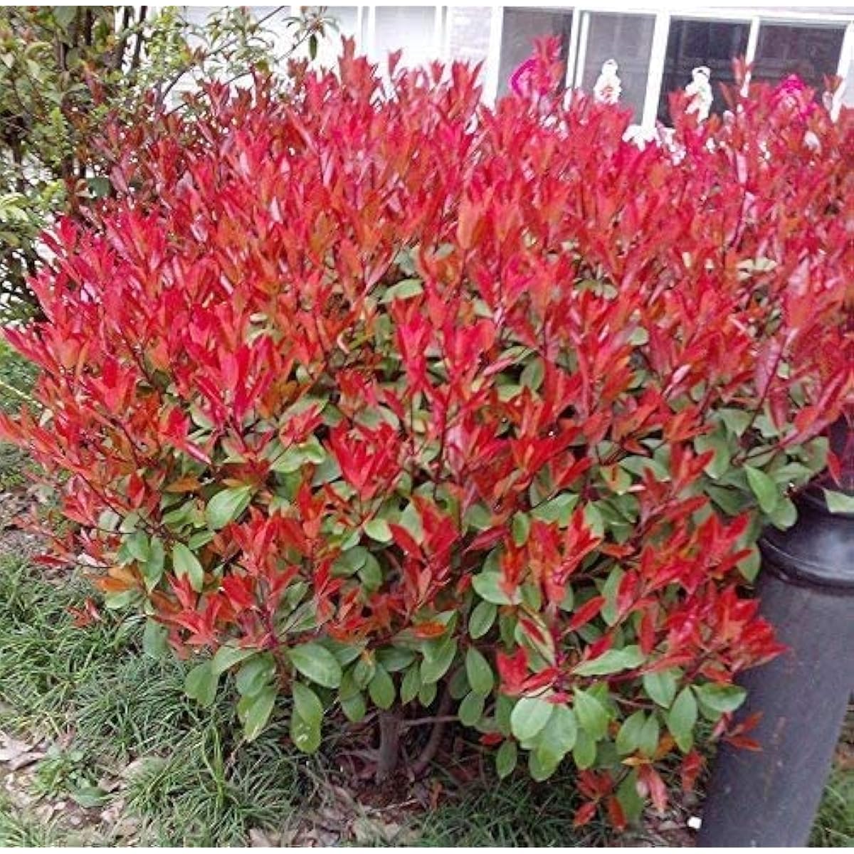 Red Tip Photinia Seeds Up to 50% Off