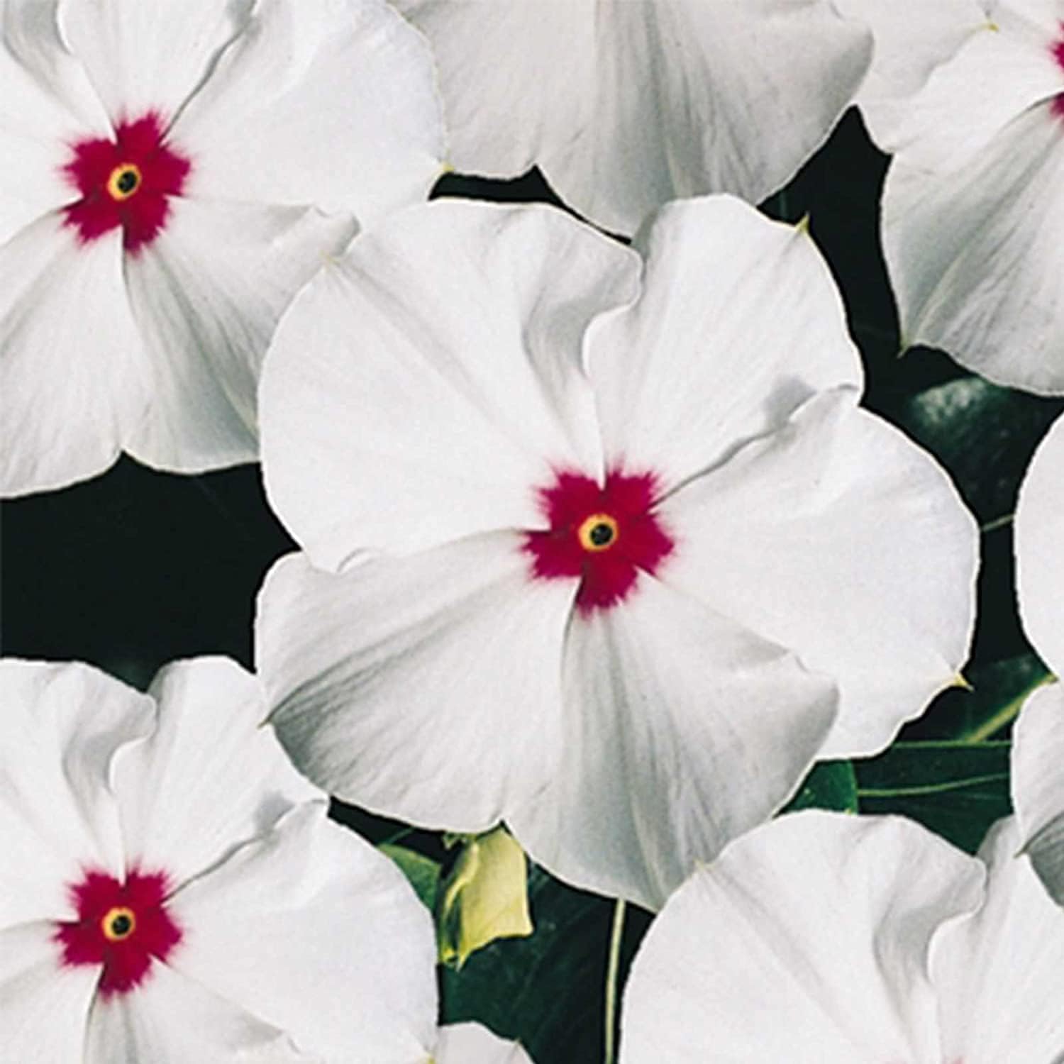 Vinca Polka Dot Flower Seeds – Annual Garden Blooms | Up to 50%