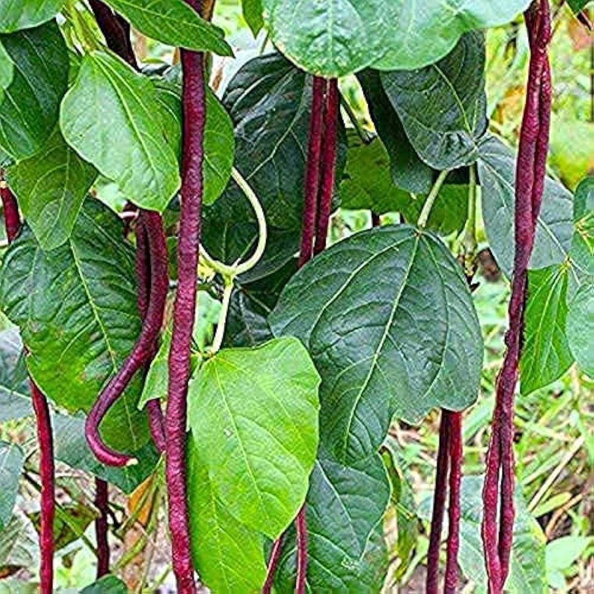 Red Noodle Yard-Long Beans seeds Up to 50%