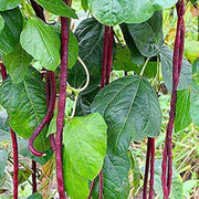 Red Noodle Yard Long Bean Seeds