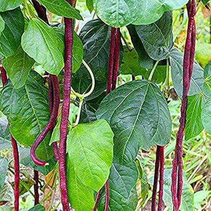 Red Noodle Yard Long Bean Seeds