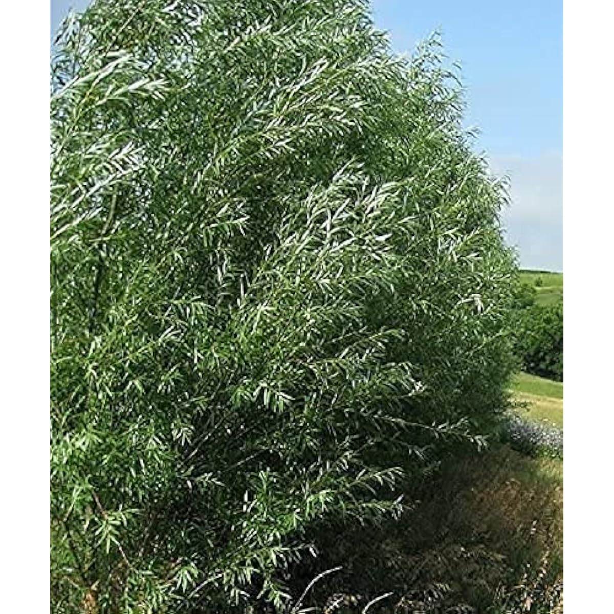 Hybrid Willow Trees seeds up to 50%