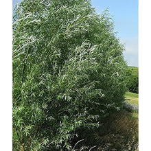 Hybrid Willow Seeds