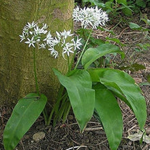 Wild Garlic Seeds