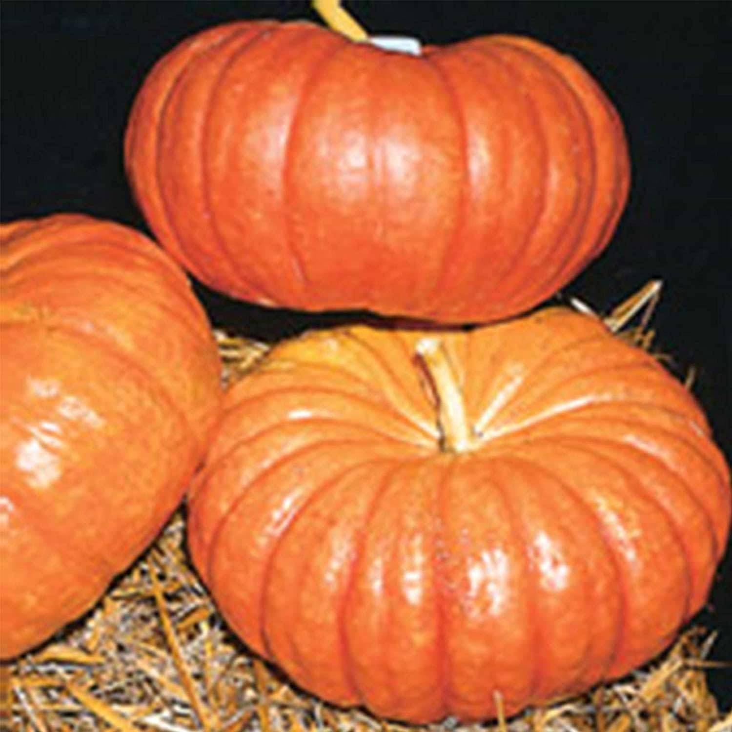Cinderella Pumpkin Seeds up to 50%