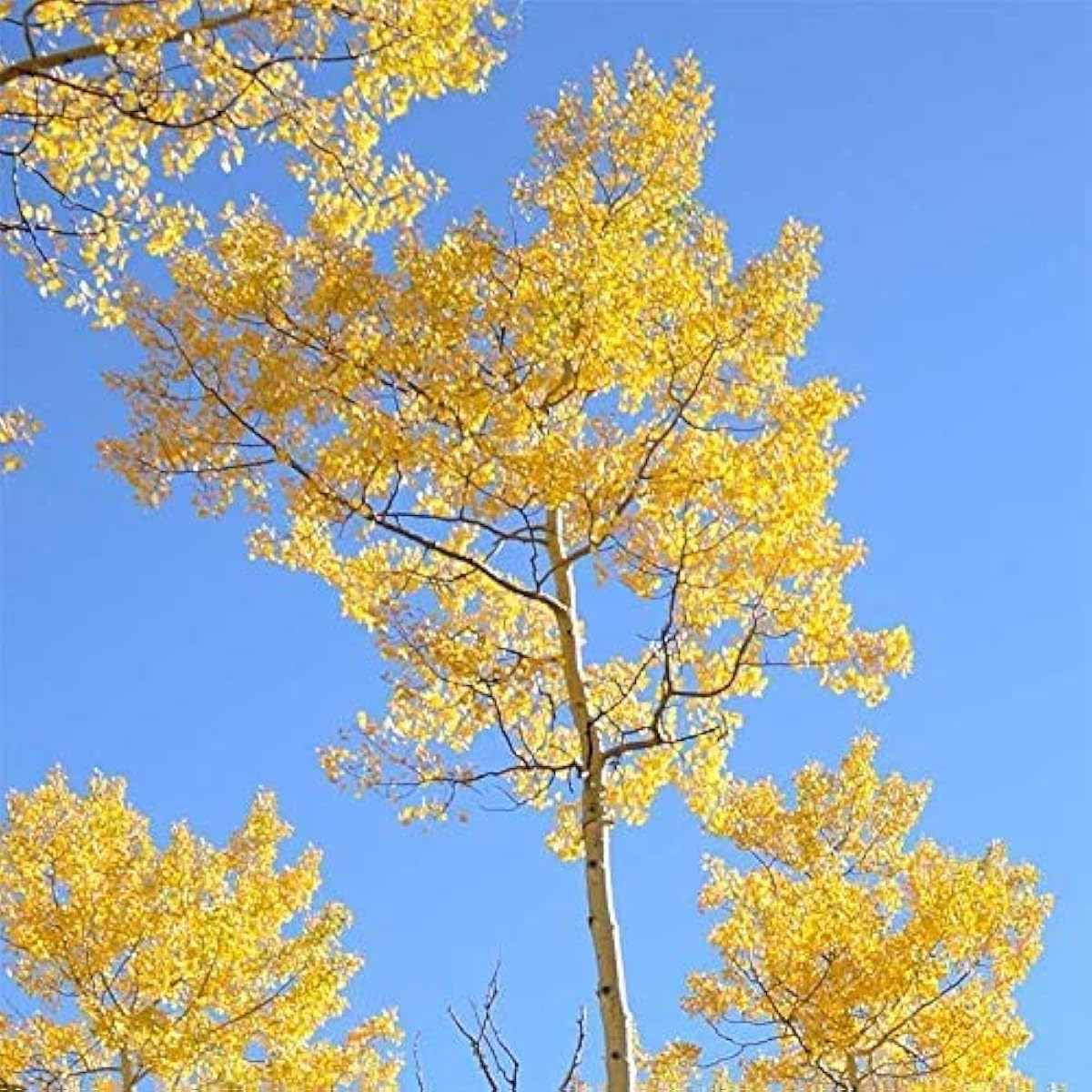 Quaking Aspen Tree Seeds Up to 50% Off