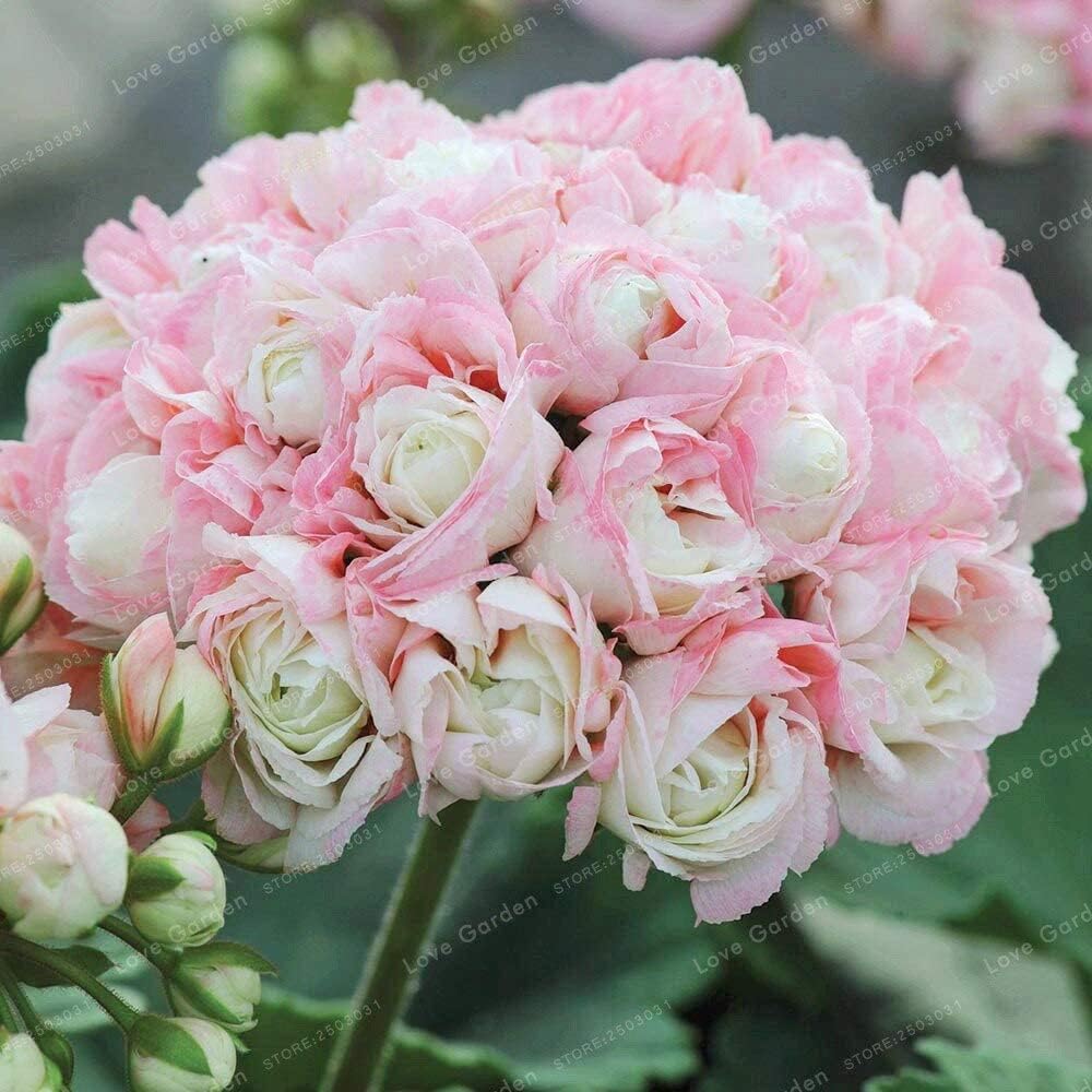 pink geranium seeds Apple Blossom Geranium Seeds up to 50%