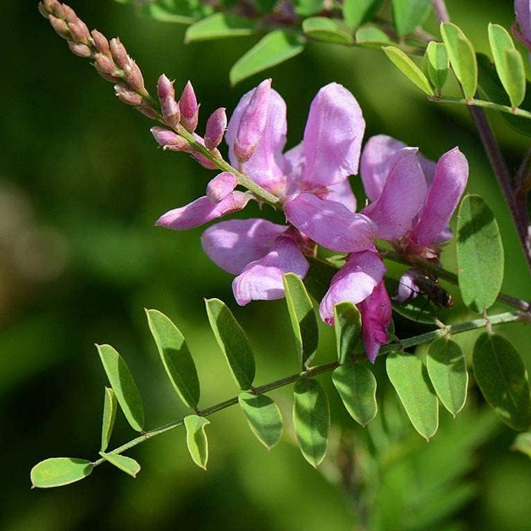 Indigo Seeds