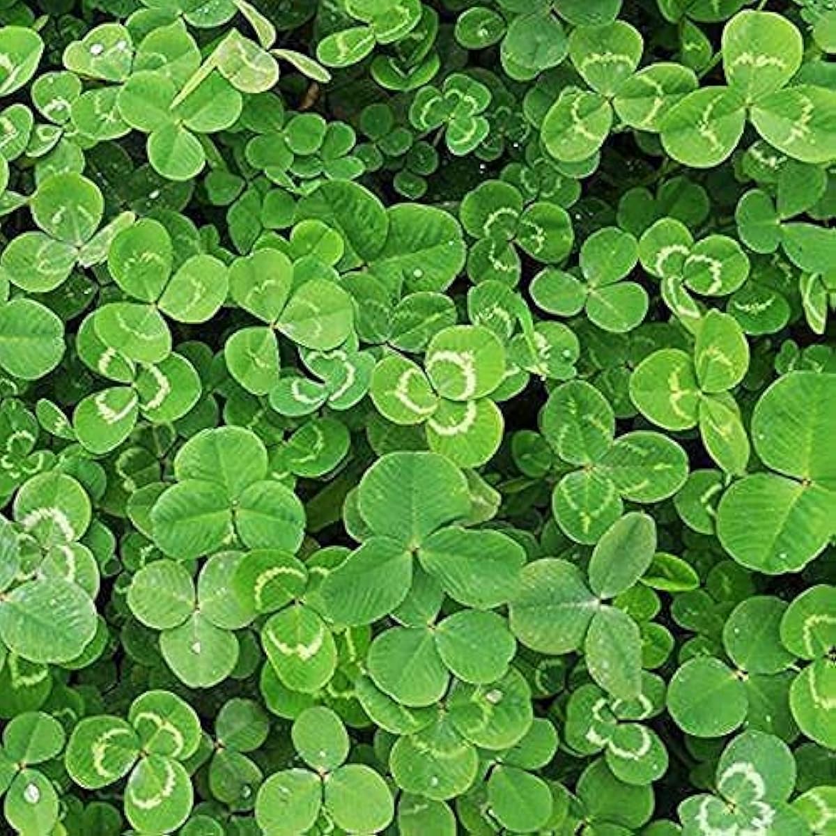 Clover Seeds – Fast-Growing Ground Cover for Lawns, Gardens &amp; Pollinators Up to 50%