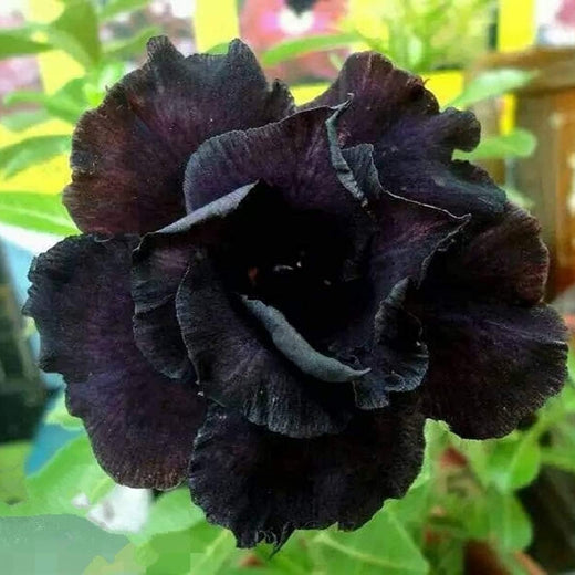 Black Adenium Flower Seeds
