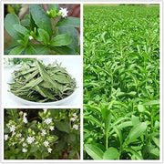 Stevia Seeds