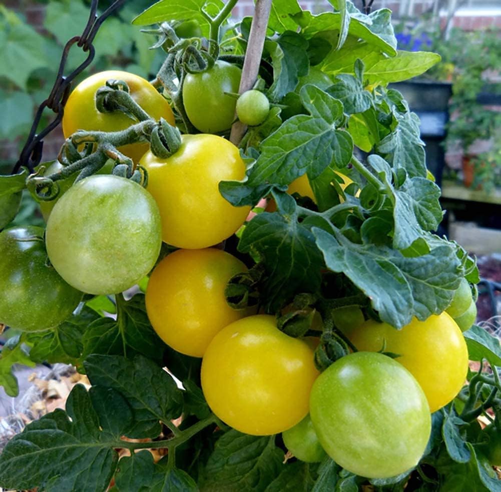 Flora Gold Micro Dwarf Tomato Seeds – Up to 50%