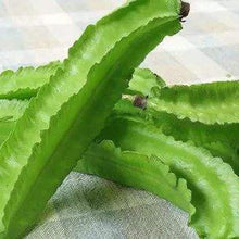 Green Winged Bean Seeds
