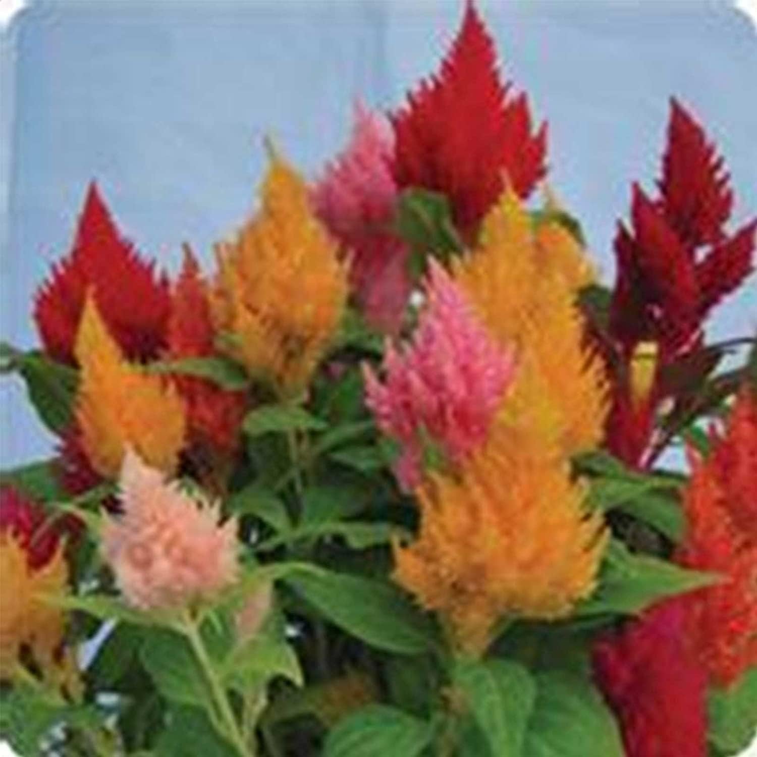 Plumed Kimono Celosia Seeds Up to 50% Off