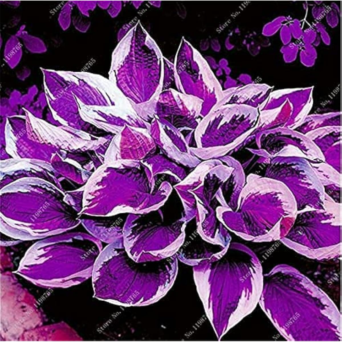 Mixed Hosta Perennial Lily Seeds – White Lace – up to 50%