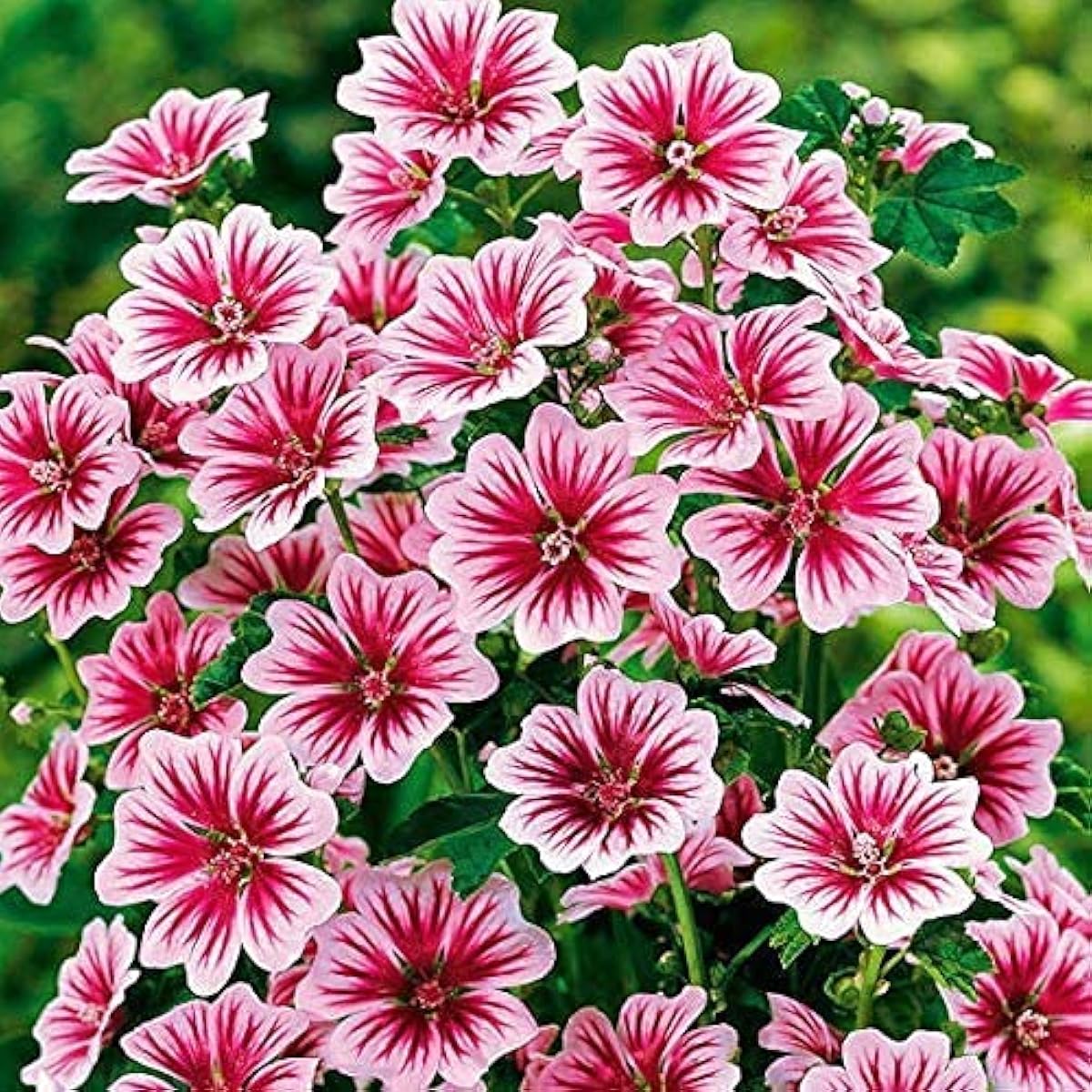 Malva sylvestris &#39;Zebrina&#39; seeds prime day up to 50%