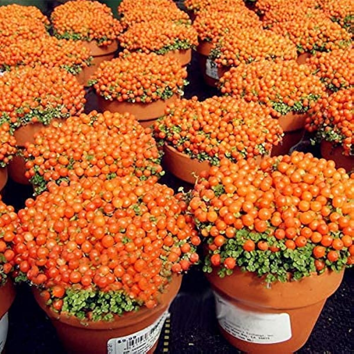 Lamp Beads Grass Seeds ¨C up to 50%