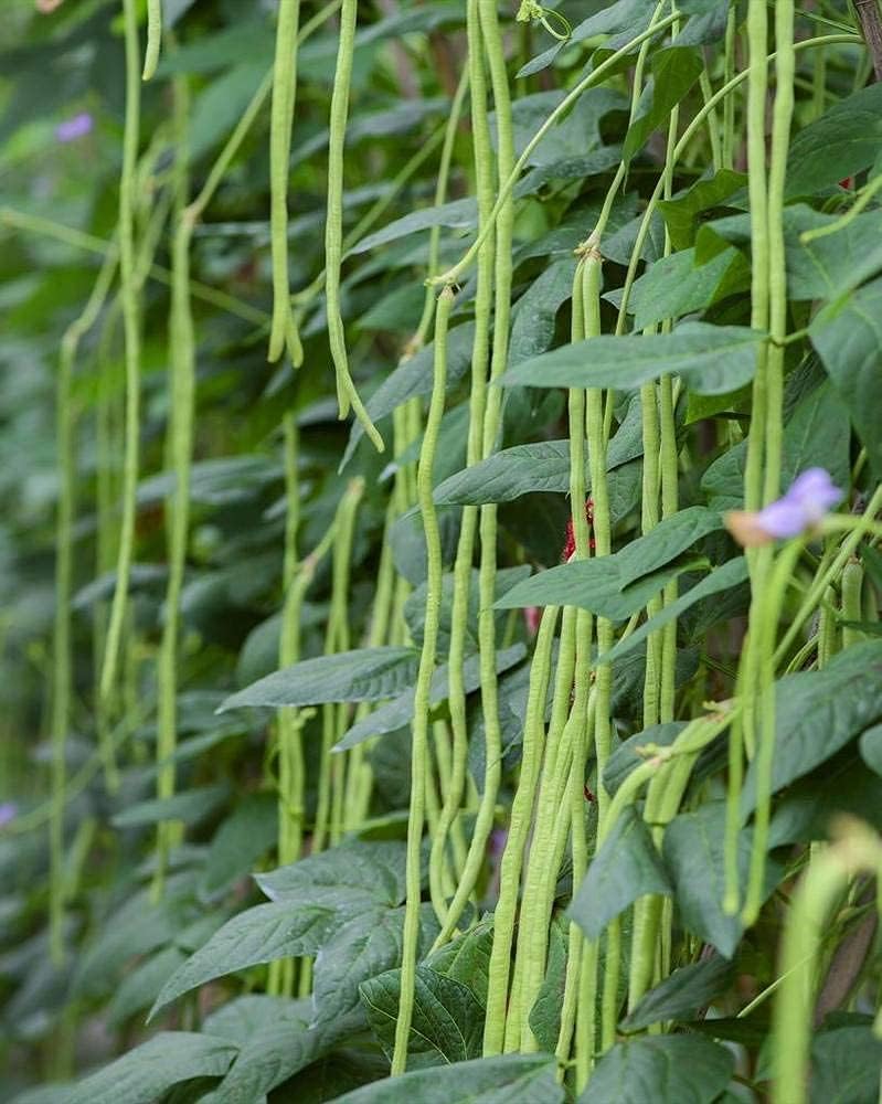 Long Red Noodle Bean Seeds up to 50%