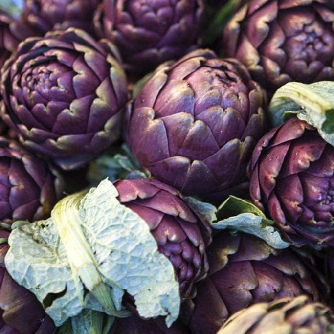 Purple Romagna Artichoke Seeds up to 50%