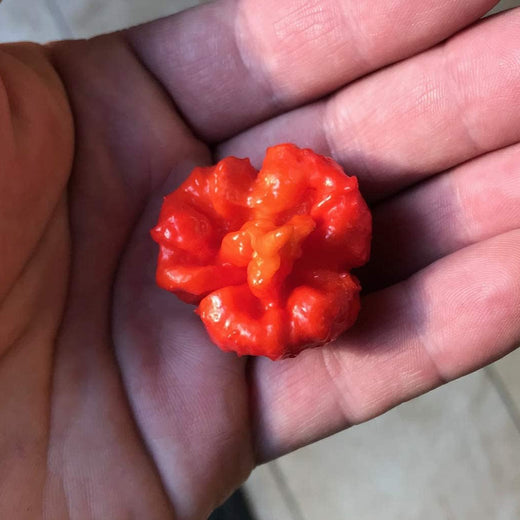 Hurt Berry Pepper Seeds