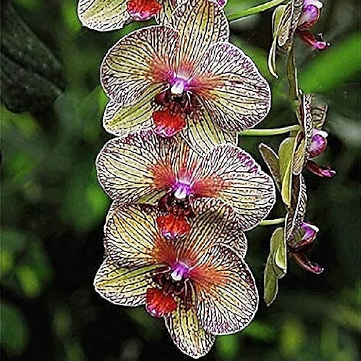 Cymbidium Orchid Seeds – Silk Butterfly Variety – Up to 50%
