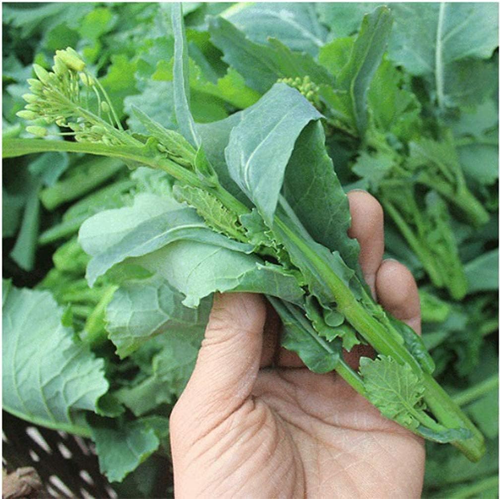 Rapini (Broccoli Rabe) seeds Up to 50%