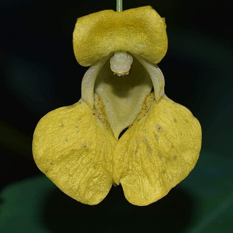 Impatiens pallida | Yellow Jewelweed | Native Wildflower for Shade Gardens up to 50%